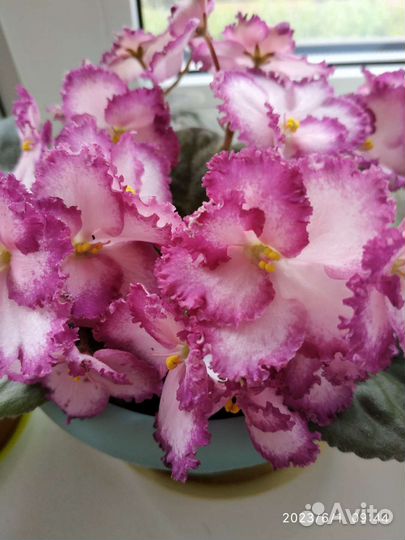 Сортовые фиалки