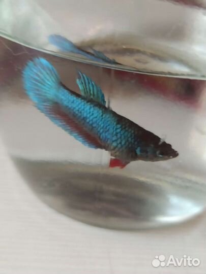 Рыбка петушок самка