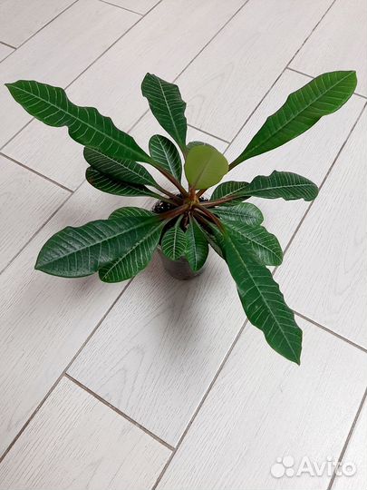 Молочай эуфорбия