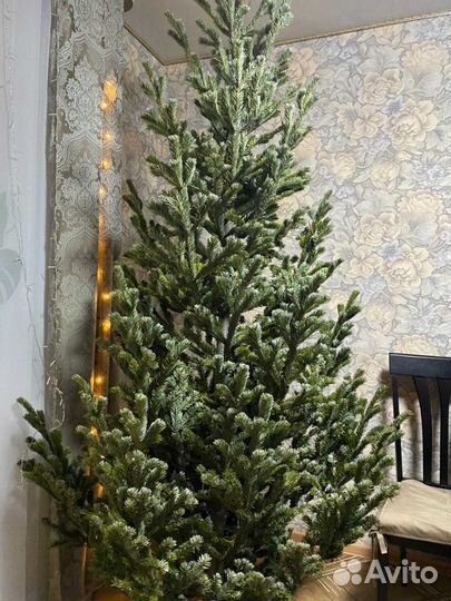 Живые пушистые елки с доставкой
