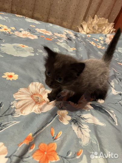 Котики бесплатно в добрые руки