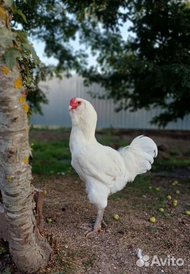 Гергебильский петух