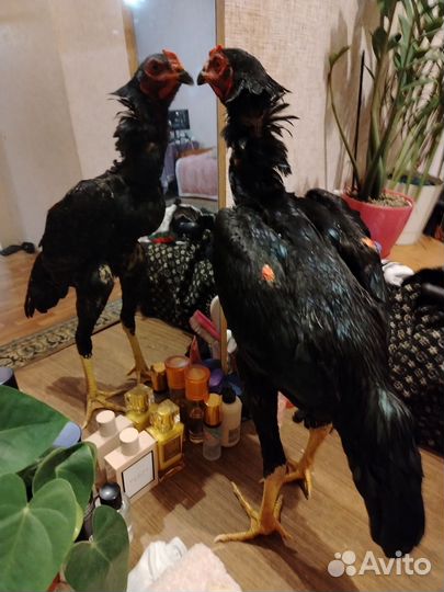 Бойцовый петух