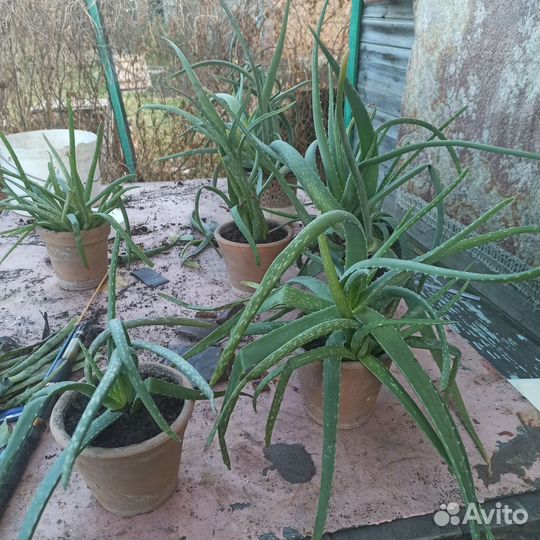 Алоэ лечебный