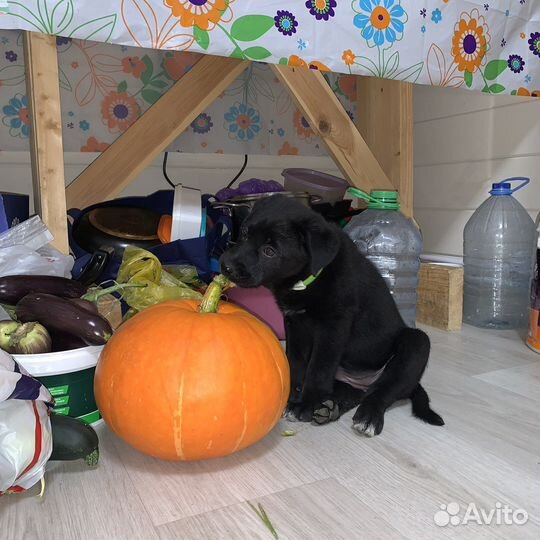 Щенки лабрадора