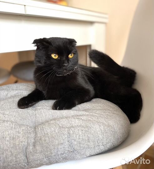 Кошка вислоухая