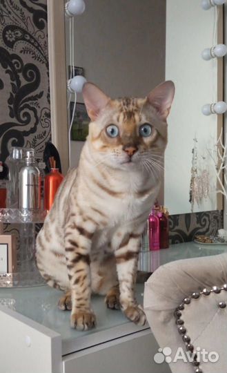 Бенгальский котик