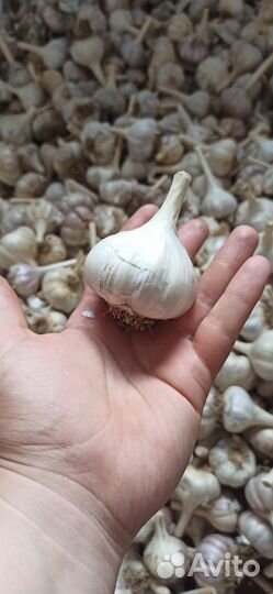 Семена чеснока