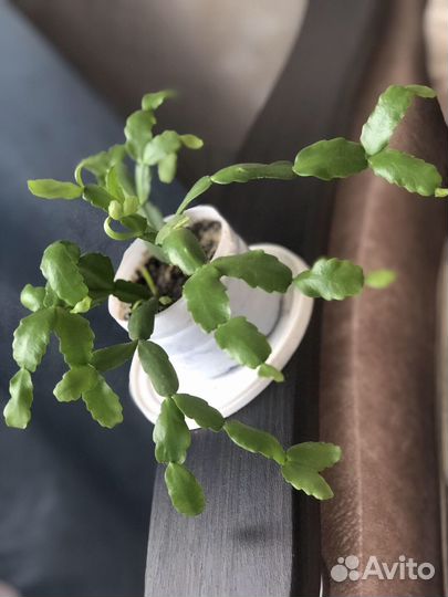 Каланхоэ Дегремона и Шлюмбергера буклей