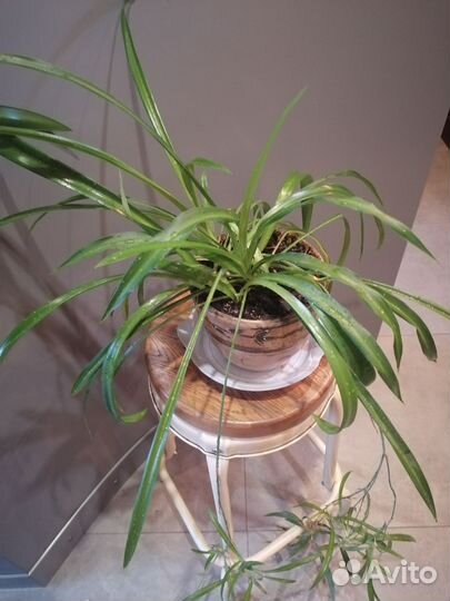 Хлорофитум