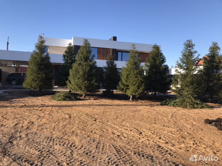 Пересадка крупномерных деревьев