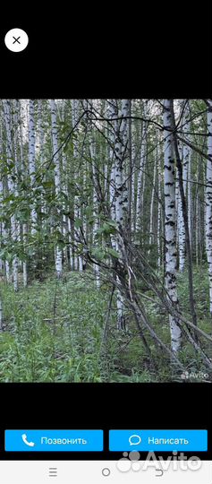 Лес делянка