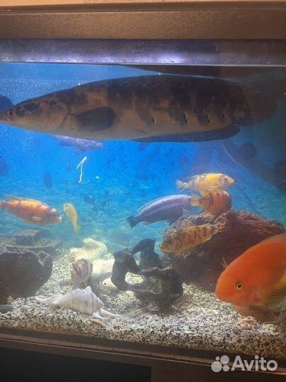 Рыба змееголов