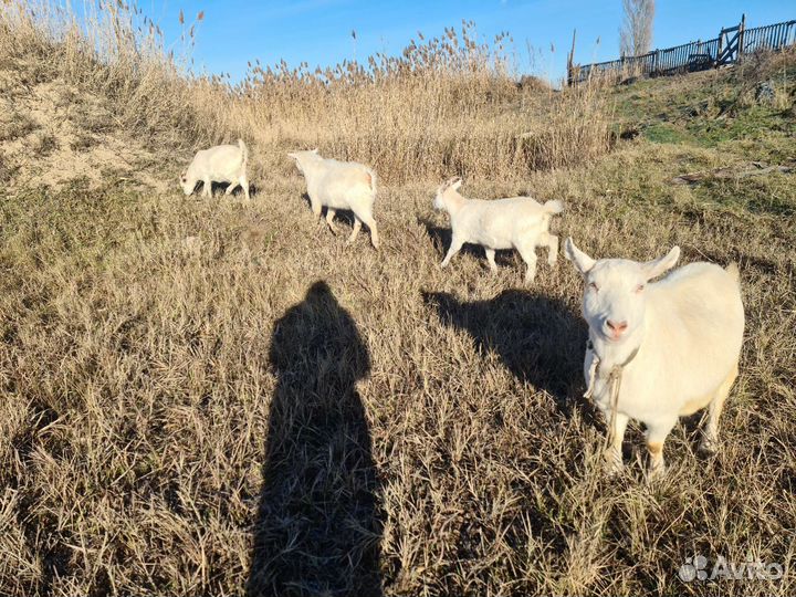 Козы козлята козлы