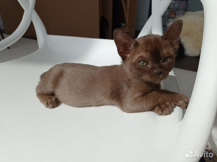 Бурманские котята