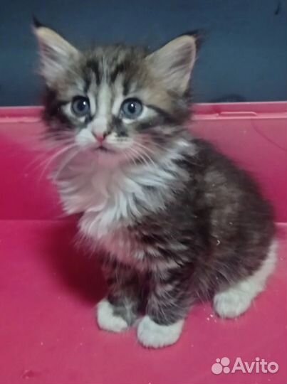 Кошечка 1,5 мес