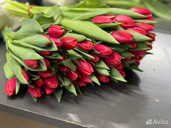 Тюльпаны к 8 марта