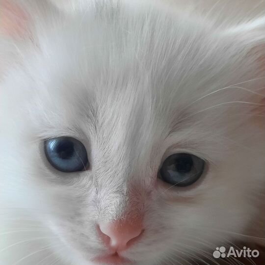 Котята в добрые руки, 1,5 месяца, пушистые, белые