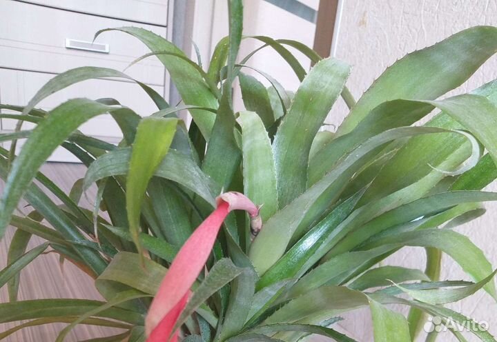 Бильбергия Кливия Драцена душистая