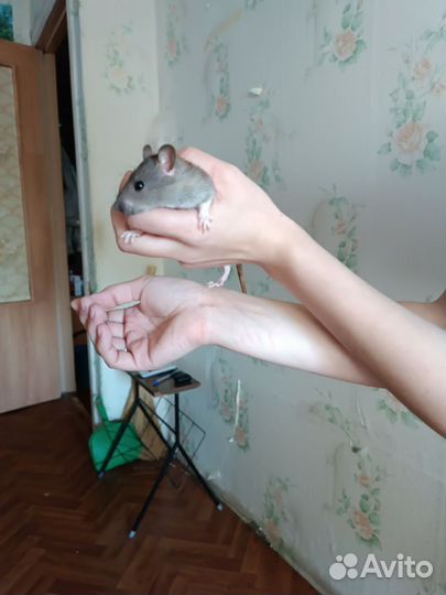 Декоративная крыса