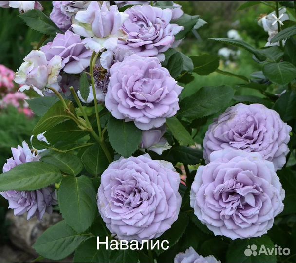 Саженцы роз