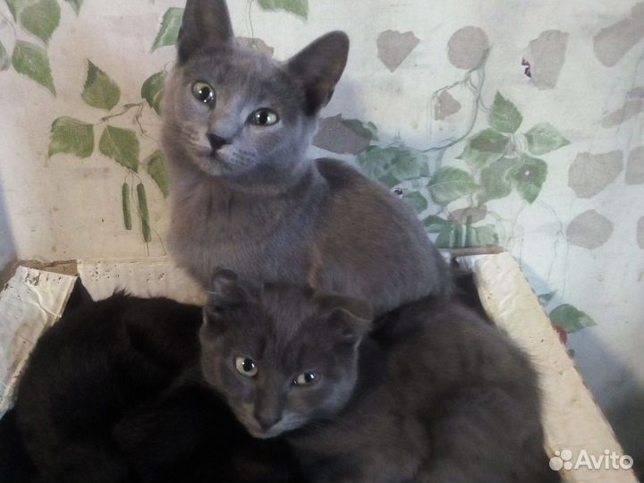Отдам котят в добрые руки