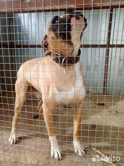 Боксер Вязка