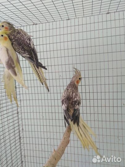 Попугаи корелла