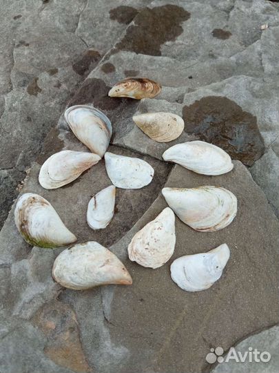 Ракушки для творчества