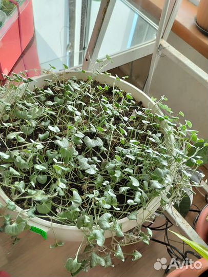 Хосты, плющ- Хедера, Дихондра