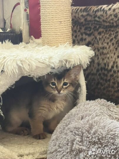 Сомалийские котята