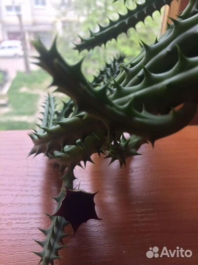 Суккуленты