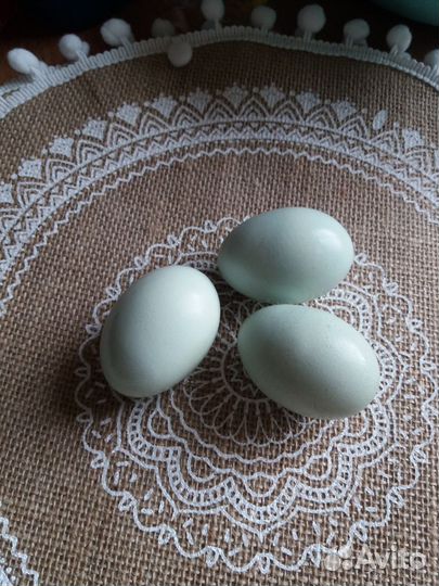 Инкубационное яйцо Амерауканы