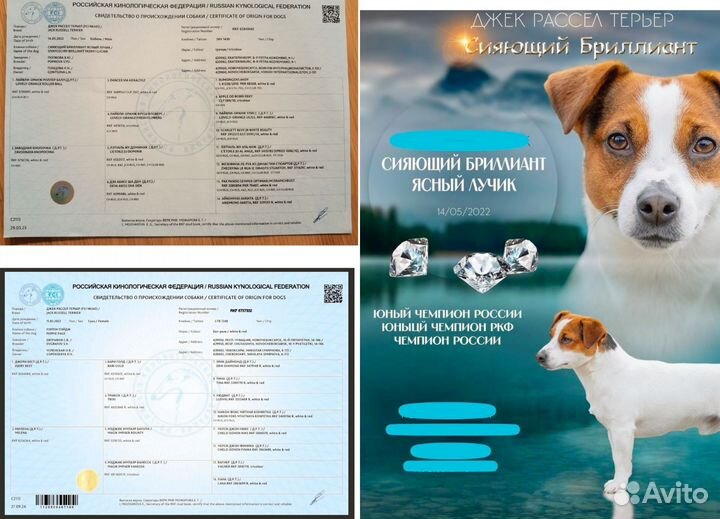 Щенки Джек Рассел Терьер от чемпиона России и РКФ
