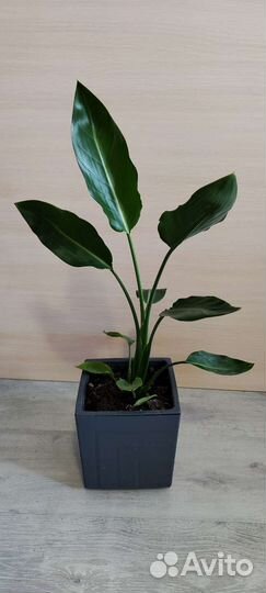 Стрелиция королевская