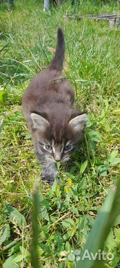 Котята мейн-кун бесплатно