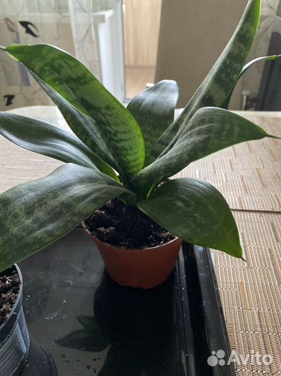 Сансевиерия.Пеперомия.Толстянка, Герань,Березка