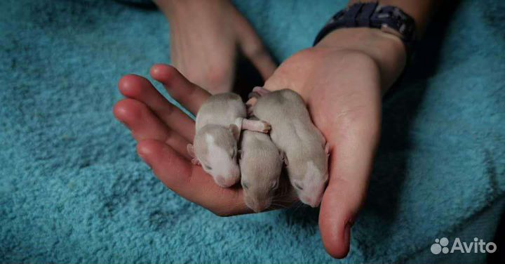 Декоративные крысы, сфинкс. Корм для грызунов