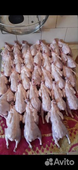 Мясо перепелов