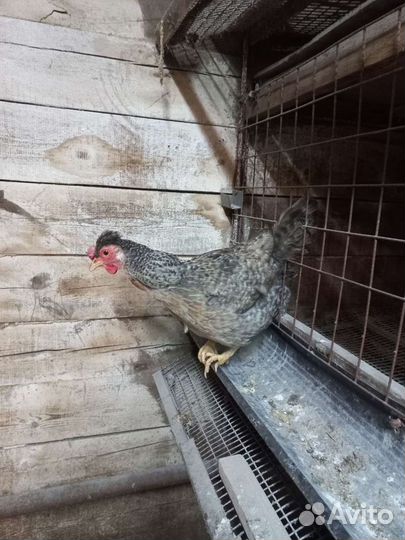 Инкубационное яйцо разных пород, куры легбар