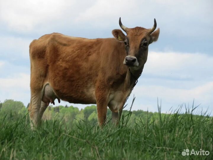 Молоко от Мильки