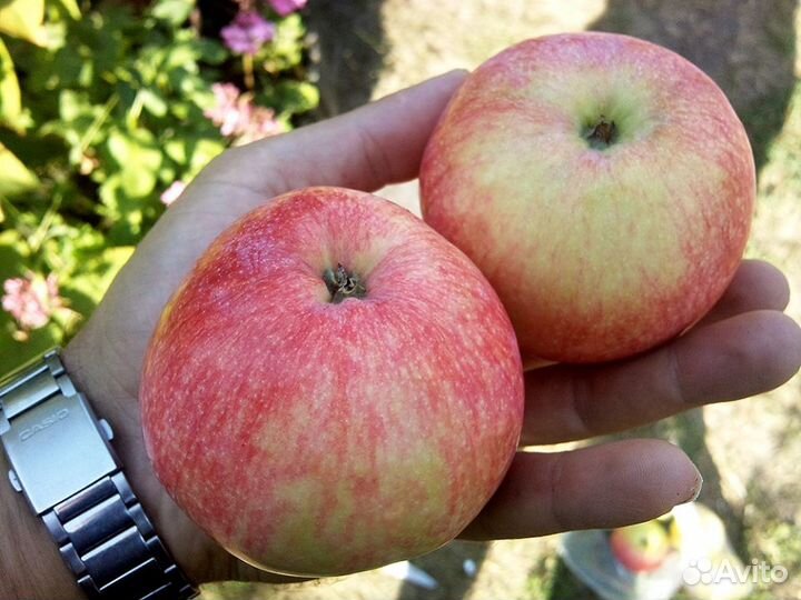 Яблоня Мелба