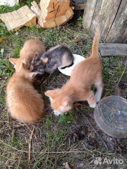 Котята в добрые руки бесплатно