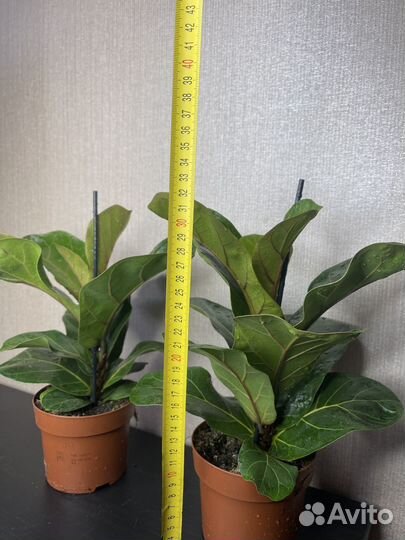 Фикус лирата комнатные цветы
