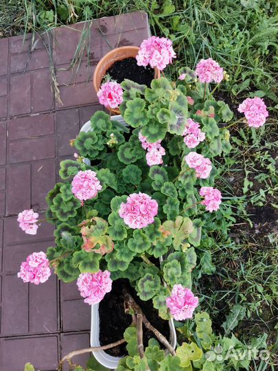 Продам пеларгонию