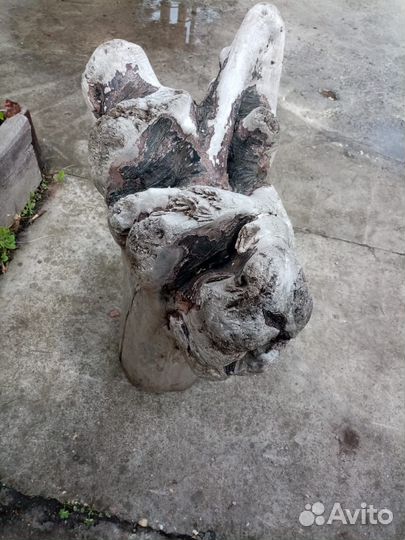 Корень дерева