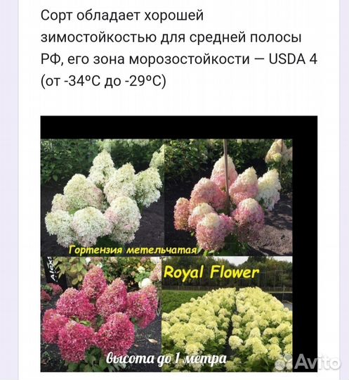 Гортензия метельчатая
