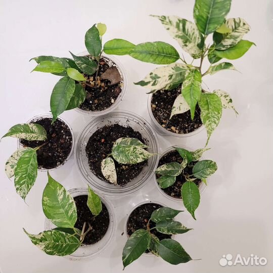 Сортовые фикусы