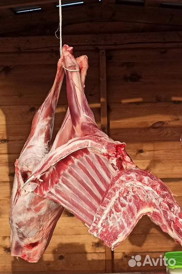 Овцы бараны