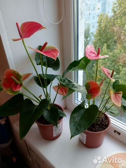 Антуриум ярко розовый